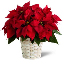 The FTD Red Poinsettia Basket (Small) from Kinsch Village Florist, flower shop in Palatine, IL